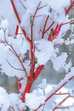 Winter Red Coral Bark Japanese Maple - 1 Gallon Pot 20 Winter Red Coral Bark Japanese Maple - 1 Gallon Pot -Wilson Bros Garden acer palmatum winter flame japanese maple 6