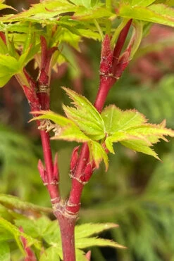 Winter Flame Coral Bark Japanese Maple - 1 Gallon Pot -Wilson Bros Garden acer palmatum winter flame japanese maple 9