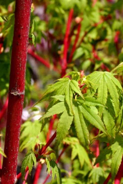Winter Red Coral Bark Japanese Maple - 7 Gallon Pot -Wilson Bros Garden acer palmatum winter red coral bark japanese maple 1 1