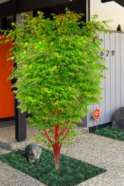 Winter Red Coral Bark Japanese Maple - 1 Gallon Pot 17 Winter Red Coral Bark Japanese Maple - 1 Gallon Pot -Wilson Bros Garden acer palmatum winter red coral bark japanese maple 11