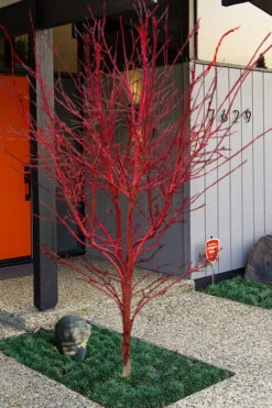 Winter Red Coral Bark Japanese Maple - 7 Gallon Pot -Wilson Bros Garden acer palmatum winter red coral bark japanese maple 21 1