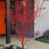 Winter Red Coral Bark Japanese Maple - 7 Gallon Pot 2 Winter Red Coral Bark Japanese Maple - 7 Gallon Pot -Wilson Bros Garden acer palmatum winter red coral bark japanese maple 22 1