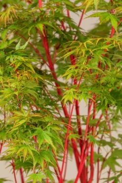 Winter Red Coral Bark Japanese Maple - 1 Gallon Pot 18 Winter Red Coral Bark Japanese Maple - 1 Gallon Pot -Wilson Bros Garden acer palmatum winter red coral bark japanese maple 3