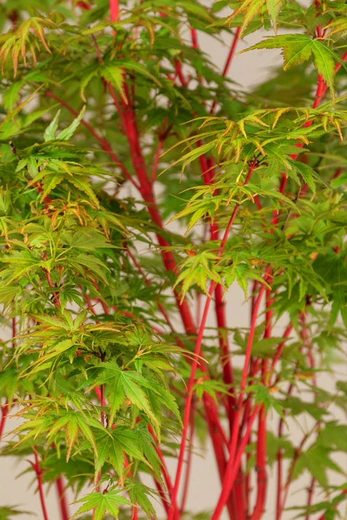 Winter Red Coral Bark Japanese Maple - 1 Gallon Pot 8 Winter Red Coral Bark Japanese Maple - 1 Gallon Pot - Image 6