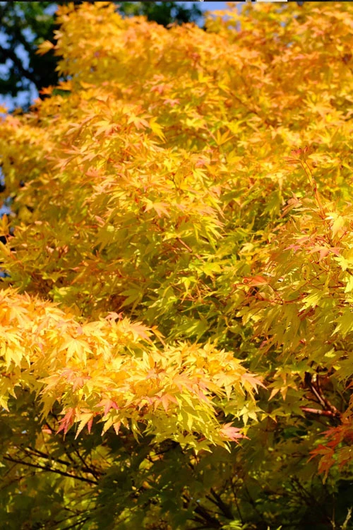 Winter Red Coral Bark Japanese Maple - 1 Gallon Pot 9 Winter Red Coral Bark Japanese Maple - 1 Gallon Pot - Image 7