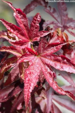 Winter's Columnar Red Japanese Maple - 7 Gallon Pot (4-5') 11 Winter's Columnar Red Japanese Maple - 7 Gallon Pot (4-5') -Wilson Bros Garden acer palmatum winters columnar red japanese maple 1