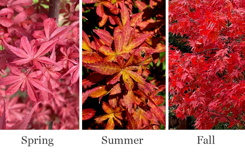 Winter's Columnar Red Japanese Maple - 7 Gallon Pot (4-5') 6 Winter's Columnar Red Japanese Maple - 7 Gallon Pot (4-5') - Image 4
