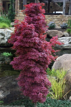 Winter's Columnar Red Japanese Maple - 7 Gallon Pot (4-5')