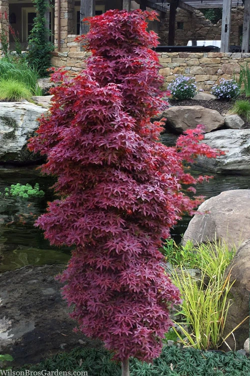 Winter's Columnar Red Japanese Maple - 7 Gallon Pot (4-5') 3 Winter's Columnar Red Japanese Maple - 7 Gallon Pot (4-5')