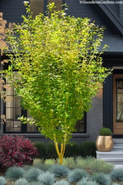 Yellow Princess Japanese Maple - 3 Gallon Pot (3-4')