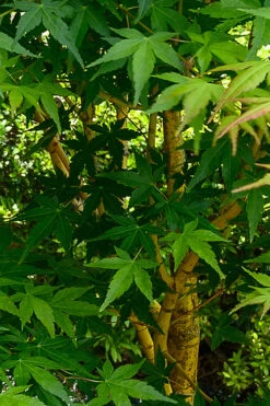 Yellow Princess Japanese Maple - 3 Gallon Pot (3-4') -Wilson Bros Garden acer palmatum yellow princess japanese maple 2