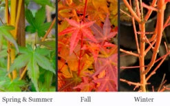 Yellow Princess Japanese Maple - 3 Gallon Pot (3-4') -Wilson Bros Garden acer palmatum yellow princess japanese maple 3