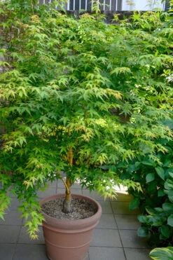 Yellow Princess Japanese Maple - 3 Gallon Pot (3-4') -Wilson Bros Garden acer palmatum yellow princess japanese maple 5