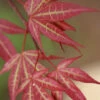 Yezo Nishiki Japanese Maple - 3 Gallon Pot (2-3') -Wilson Bros Garden acer palmatum yezo nishiki japanese maple 1
