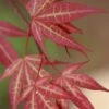 Yezo Nishiki Japanese Maple - 5 Gallon Pot (6-7') -Wilson Bros Garden acer palmatum yezo nishiki japanese maple 1 2