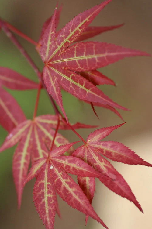 Yezo Nishiki Japanese Maple - 5 Gallon Pot (4-5') 3 Yezo Nishiki Japanese Maple - 5 Gallon Pot (4-5')