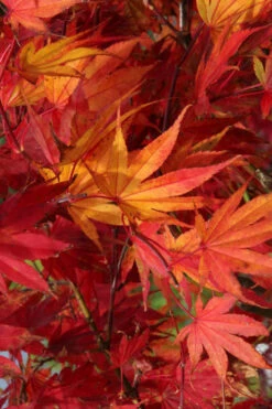 Yezo Nishiki Japanese Maple - 3 Gallon Pot (2-3') -Wilson Bros Garden acer palmatum yezo nishiki japanese maple 11
