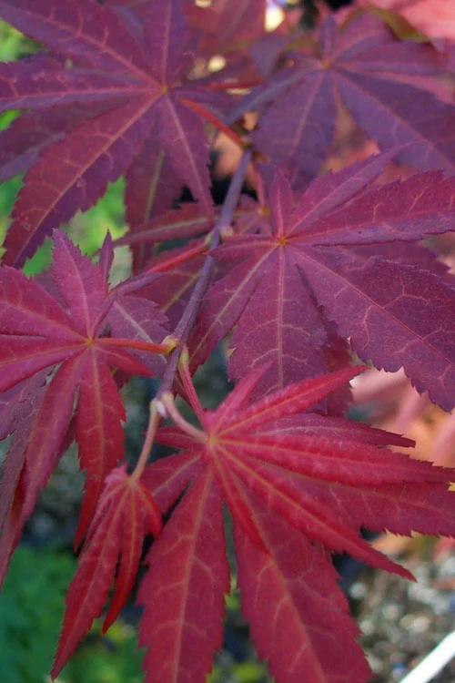Yezo Nishiki Japanese Maple - 5 Gallon Pot (4-5') 8 Yezo Nishiki Japanese Maple - 5 Gallon Pot (4-5') - Image 6