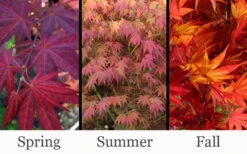 Yezo Nishiki Japanese Maple - 3 Gallon Pot (2-3') -Wilson Bros Garden acer palmatum yezo nishiki japanese maple 14
