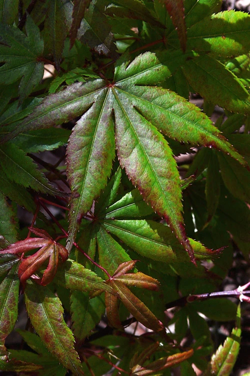 Yezo Nishiki Japanese Maple - 5 Gallon Pot (5-6') 10 Yezo Nishiki Japanese Maple - 5 Gallon Pot (5-6') - Image 8