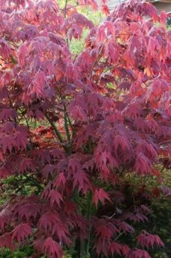 Yezo Nishiki Japanese Maple - 5 Gallon Pot (6-7') -Wilson Bros Garden acer palmatum yezo nishiki japanese maple 5 2