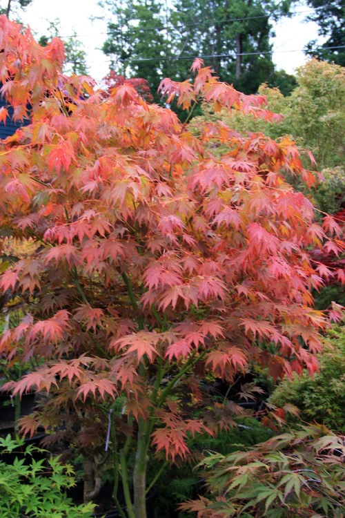Yezo Nishiki Japanese Maple - 5 Gallon Pot (4-5') 11 Yezo Nishiki Japanese Maple - 5 Gallon Pot (4-5') - Image 9