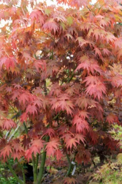 Yezo Nishiki Japanese Maple - 5 Gallon Pot (4-5') 24 Yezo Nishiki Japanese Maple - 5 Gallon Pot (4-5') -Wilson Bros Garden acer palmatum yezo nishiki japanese maple 7 3