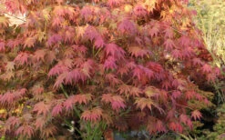 Yezo Nishiki Japanese Maple - 3 Gallon Pot (2-3') -Wilson Bros Garden acer palmatum yezo nishiki japanese maple 8