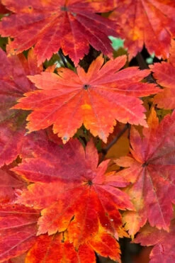 Purple Bloom Korean Maple (Acer Pseudosieboldianum Var. Takesimense) - 3 Gallon Pot 4-5' -Wilson Bros Garden acer pseudosieboldianum var takesimense purple bloom korean maple 1