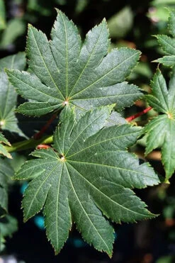Purple Bloom Korean Maple (Acer Pseudosieboldianum Var. Takesimense) - 3 Gallon Pot 4-5' -Wilson Bros Garden acer pseudosieboldianum var takesimense purple bloom korean maple 2