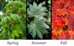 Purple Bloom Korean Maple (Acer Pseudosieboldianum Var. Takesimense) - 3 Gallon Pot 4-5' -Wilson Bros Garden acer pseudosieboldianum var takesimense purple bloom korean maple 3