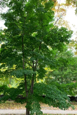Purple Bloom Korean Maple (Acer Pseudosieboldianum Var. Takesimense) - 3 Gallon Pot 4-5' -Wilson Bros Garden acer pseudosieboldianum var takesimense purple bloom korean maple 4