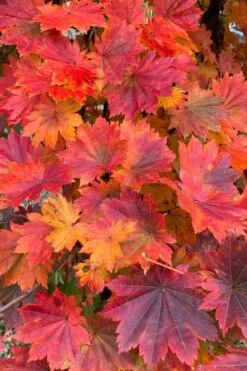 Purple Bloom Korean Maple (Acer Pseudosieboldianum Var. Takesimense) - 3 Gallon Pot 4-5' -Wilson Bros Garden acer pseudosieboldianum var takesimense purple bloom korean maple 5