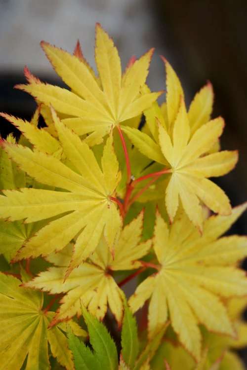 Jordan Golden Full Moon Japanese Maple - 3 Gallon Pot 7 Jordan Golden Full Moon Japanese Maple - 3 Gallon Pot - Image 5