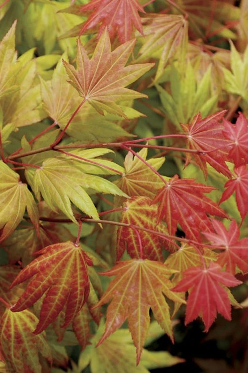 Moonrise Full Moon Japanese Maple - 3 Gallon Pot 7 Moonrise Full Moon Japanese Maple - 3 Gallon Pot - Image 5