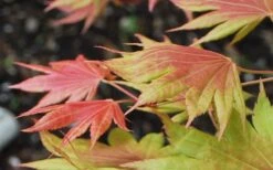 Moonrise Full Moon Japanese Maple - 3 Gallon Pot -Wilson Bros Garden acer shirasawanum moonrise full moon janese maple 3 2