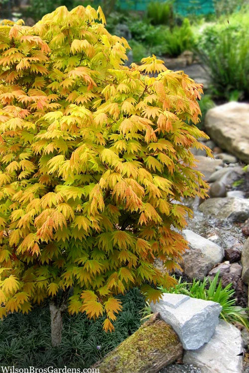 Moonrise Full Moon Japanese Maple - 3 Gallon Pot 3 Moonrise Full Moon Japanese Maple - 3 Gallon Pot