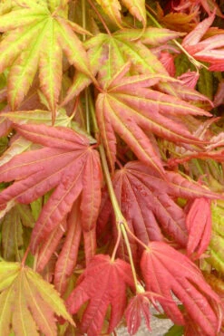 Moonrise Full Moon Japanese Maple - 3 Gallon Pot 11 Moonrise Full Moon Japanese Maple - 3 Gallon Pot -Wilson Bros Garden acer shirasawanum moonrise janese maple 1 1