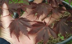 Yasemin Full Moon Japanese Maple - 5 Gallon Pot -Wilson Bros Garden acer shirasawanum yaesmin full moon japanese maple 1 1