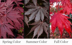 Yasemin Full Moon Japanese Maple - 5 Gallon Pot -Wilson Bros Garden acer shirasawanum yasemin full moon japanese maple 10