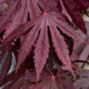 Yasemin Full Moon Japanese Maple - 5 Gallon Pot -Wilson Bros Garden acer shirasawanum yasemin full moon japanese maple 11