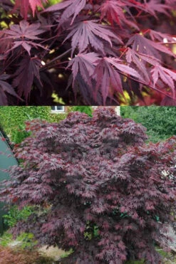 Yasemin Full Moon Japanese Maple - 5 Gallon Pot -Wilson Bros Garden acer shirasawanum yasemin full moon japanese maple 5