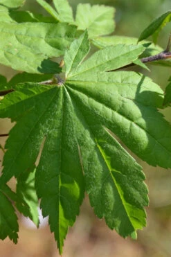 Seki No Kegon Weeping Japanese Maple - 3 Gallon Pot (4-5') 14 Seki No Kegon Weeping Japanese Maple - 3 Gallon Pot (4-5') -Wilson Bros Garden acer sieboldianum seki no kegon weeping japanese maple 1 1