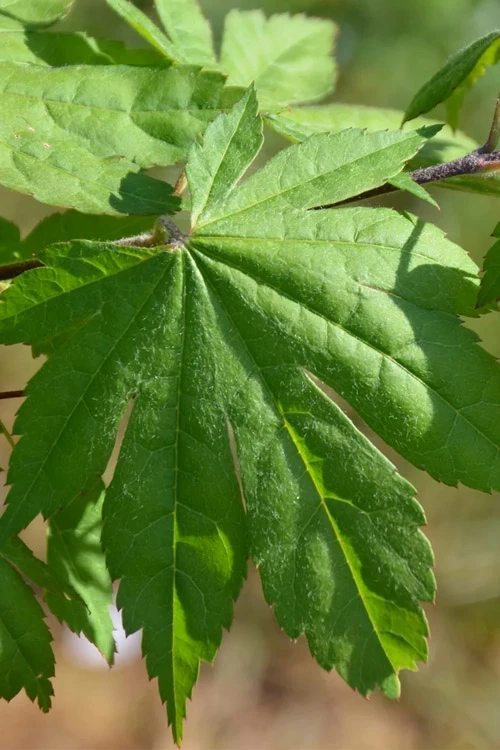 Seki No Kegon Weeping Japanese Maple - 3 Gallon Pot (4-5') 8 Seki No Kegon Weeping Japanese Maple - 3 Gallon Pot (4-5') - Image 6
