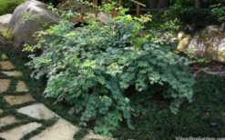 Seki No Kegon Weeping Japanese Maple - 3 Gallon Pot (2-3') -Wilson Bros Garden acer sieboldianum seki no kegon weeping japanese maple 11