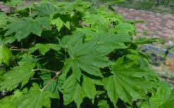 Seki No Kegon Weeping Japanese Maple - 3 Gallon Pot (4-5') 15 Seki No Kegon Weeping Japanese Maple - 3 Gallon Pot (4-5') -Wilson Bros Garden acer sieboldianum seki no kegon weeping japanese maple 13 1