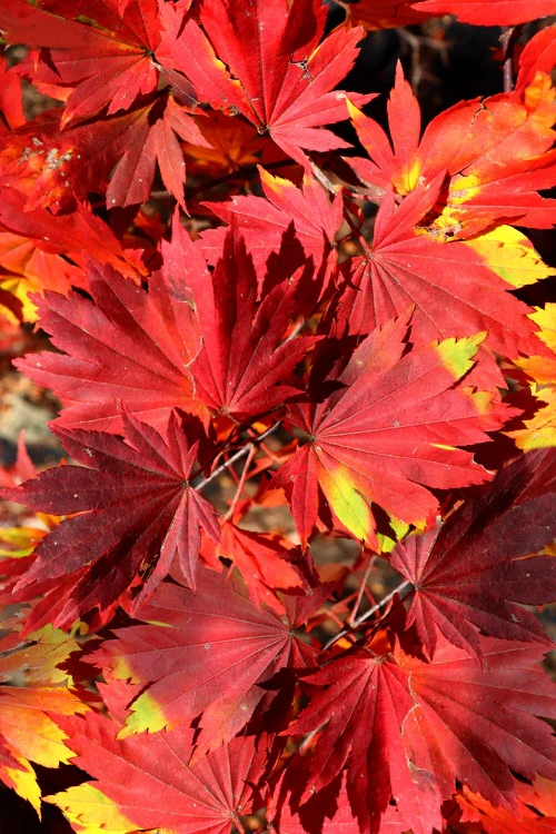 Seki No Kegon Weeping Japanese Maple - 3 Gallon Pot (4-5') 3 Seki No Kegon Weeping Japanese Maple - 3 Gallon Pot (4-5')