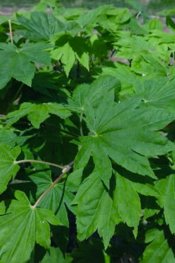 Seki No Kegon Weeping Japanese Maple - 3 Gallon Pot (4-5') 13 Seki No Kegon Weeping Japanese Maple - 3 Gallon Pot (4-5') -Wilson Bros Garden acer sieboldianum seki no kegon weeping japanese maple 6 1