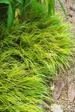 Dwarf Golden Sweet Flag - Acorus Gramineus 'Minimus Aureus' - 5 Pack Of Pint Pots