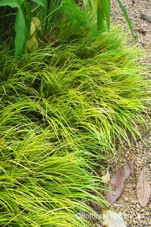 Dwarf Golden Sweet Flag - Acorus Gramineus 'Minimus Aureus' - 10 Pack Of Pint Pots 3 Dwarf Golden Sweet Flag - Acorus Gramineus 'Minimus Aureus' - 10 Pack Of Pint Pots